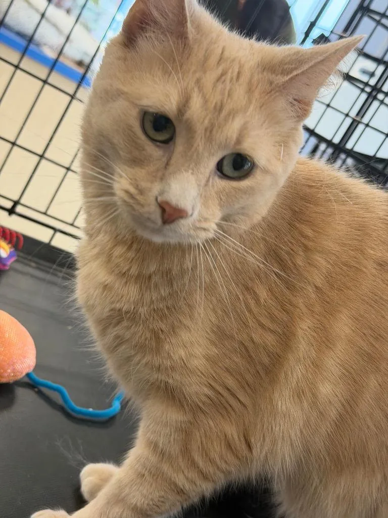 Simba thumbnail 4