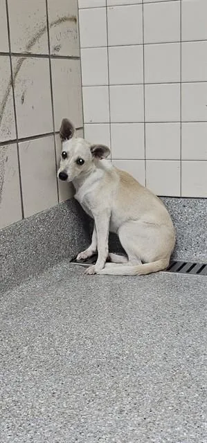 An adult small-sized female Chihuahua dog named A for adoption in Pasadena, TX