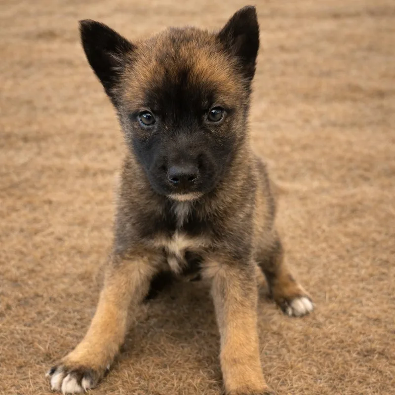 A baby small-sized male Brown / Chocolate Shepherd dog named Keem for adoption in San Antonio, TX