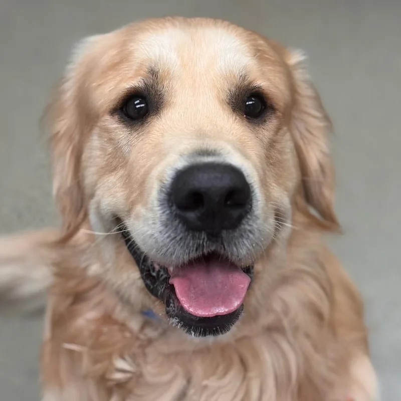 An adult large-sized male Golden Golden Retriever dog named Tony for adoption in Birdsboro, PA