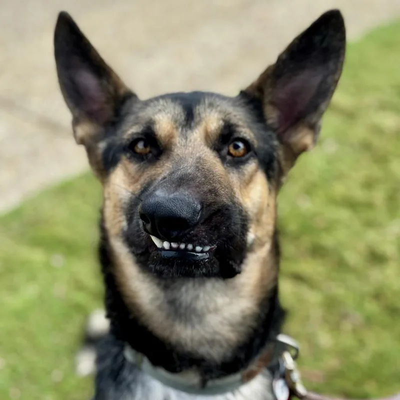 A young medium-sized male Black German Shepherd Dog dog named Slate for adoption in Memphis, TN