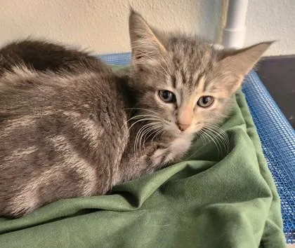 A baby small-sized female Domestic Short Hair cat named Flagged for adoption in West Chester, PA