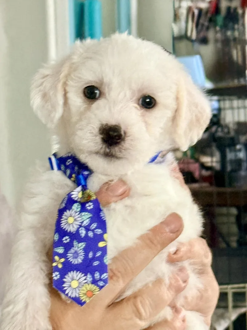 A baby small-sized male Shih Tzu dog named Mini Muffin for adoption in West Richland, WA