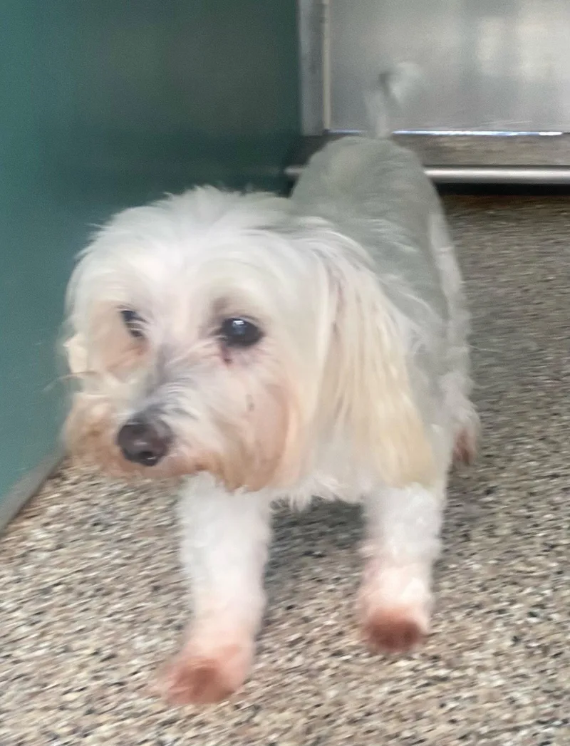 An adult small-sized female Maltese dog named Dixie for adoption in Oakland Park, FL