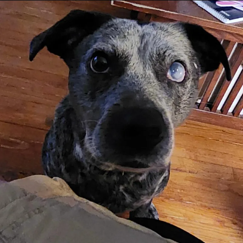 An adult medium-sized male Black Australian Cattle Dog / Blue Heeler dog named Granger for adoption in Mooresville, NC