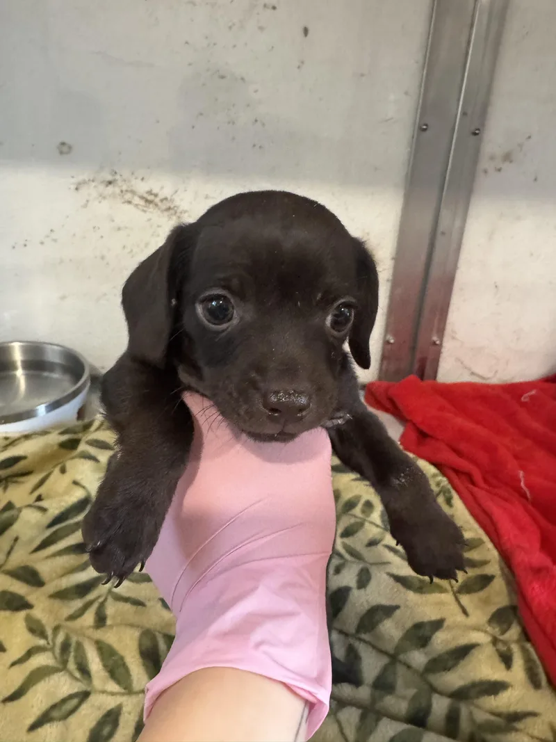 A baby small-sized female Brown / Chocolate Chihuahua dog named Pup for adoption in Visalia, CA