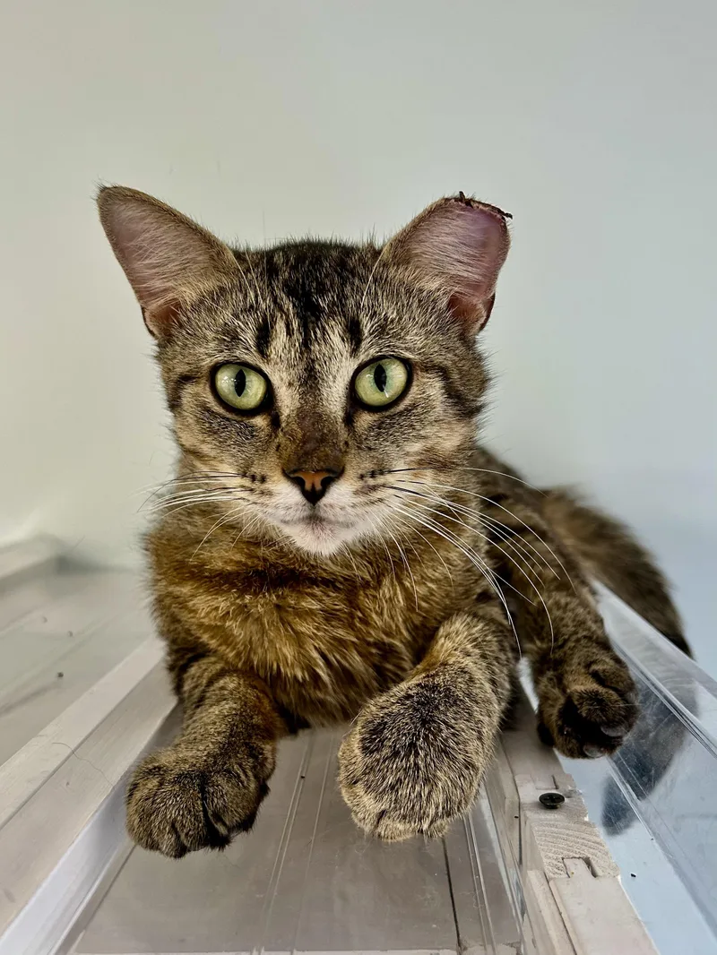 A young medium-sized male Tabby (Brown / Chocolate) Tabby cat named Henry for adoption in Grand Rapids, MI
