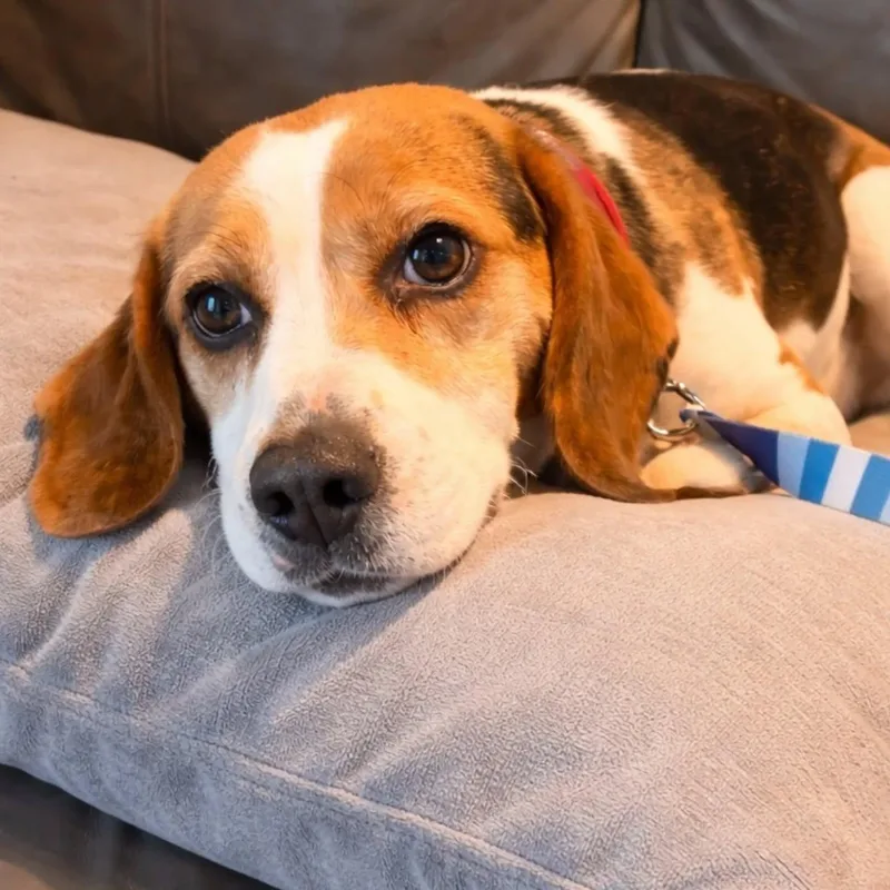 An adult small-sized male Tricolor (Brown, Black, & White) Beagle dog named Randy for adoption in HANSON, MA