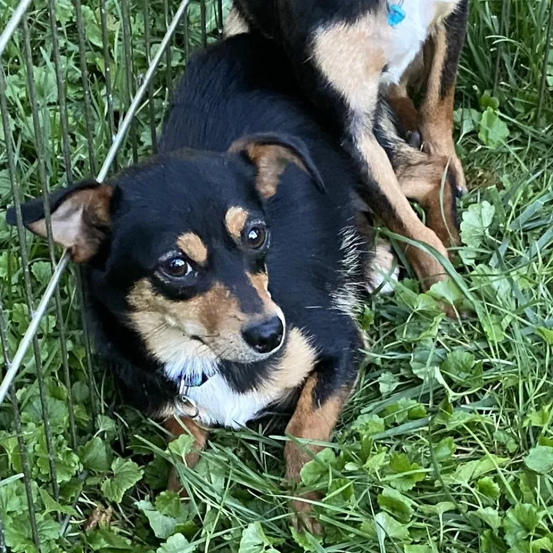 An adult small-sized female Black Miniature Pinscher dog named Penny for adoption in Normal, IL