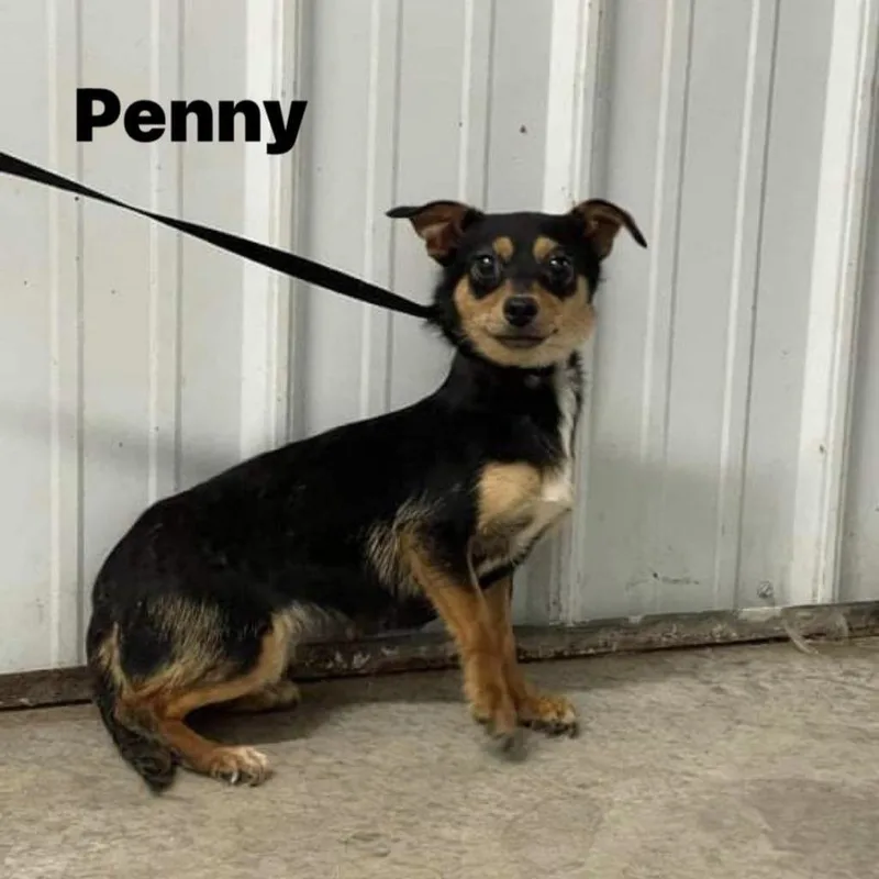 Penny thumbnail 2