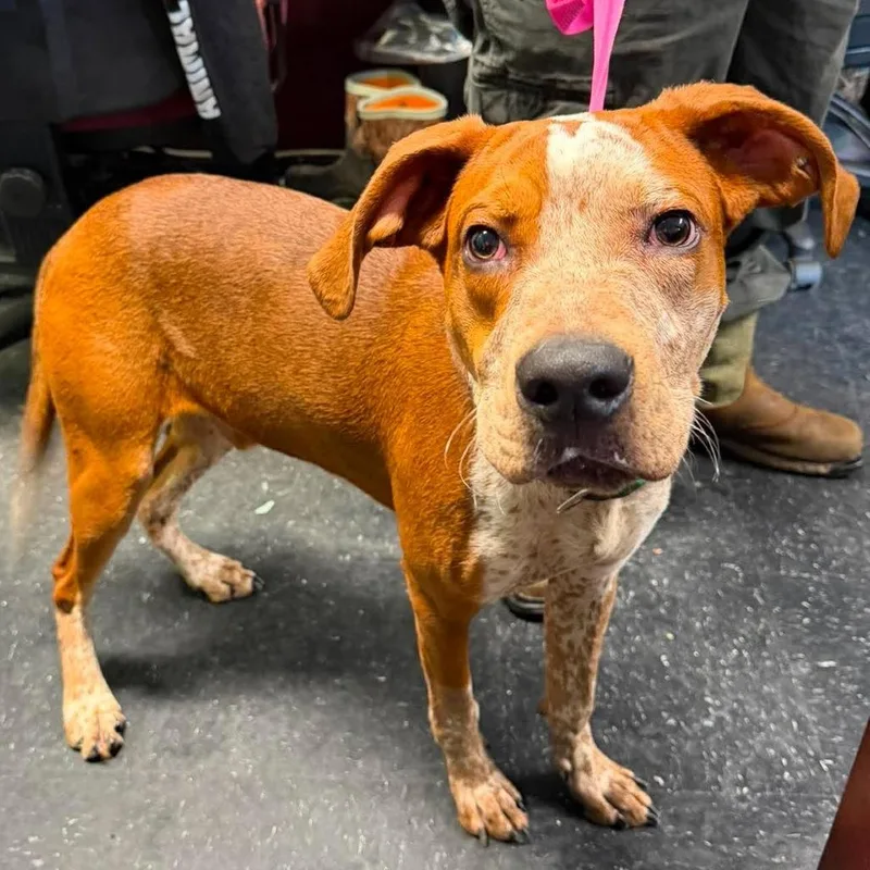 A young medium-sized male Red / Chestnut / Orange Pit Bull Terrier dog named Weasel for adoption in Shinnston, WV