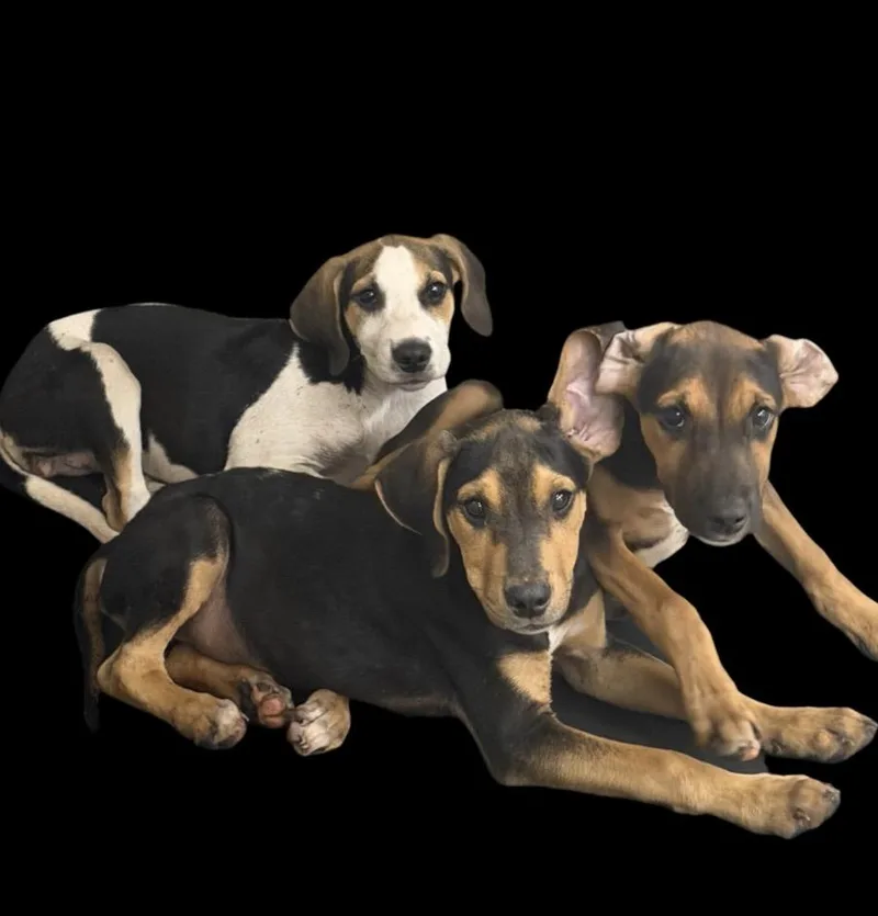 Hound puppies