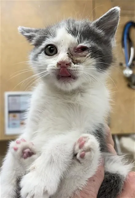 A baby small-sized male Domestic Short Hair cat named Burr for adoption in Aliquippa, PA