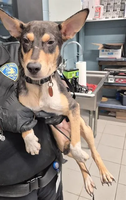 A young medium-sized male German Shepherd Dog dog named Tito Theodorai for adoption in Corpus Christi, TX
