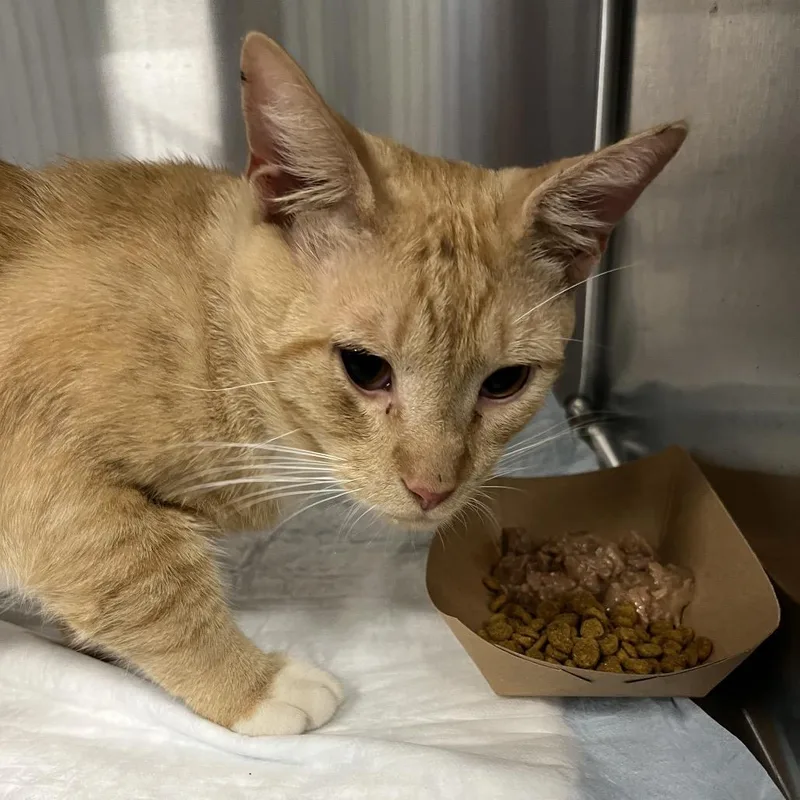 A young medium-sized male Orange / Red Domestic Short Hair cat named General Tso's for adoption in Greensboro, NC