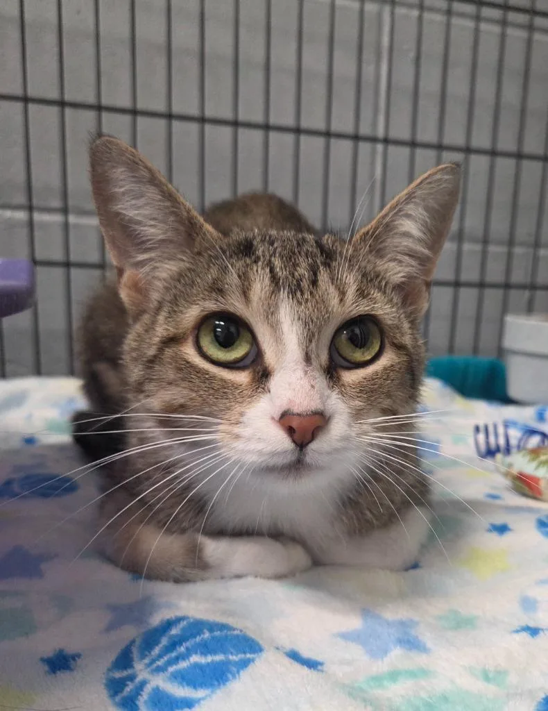 A young medium-sized female Domestic Short Hair cat named Ash for adoption in Muskegon, MI