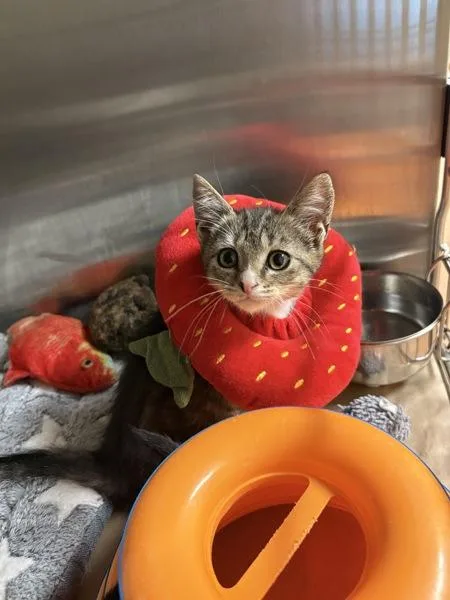 A baby small-sized female Domestic Short Hair cat named Maria for adoption in Kennewick, WA