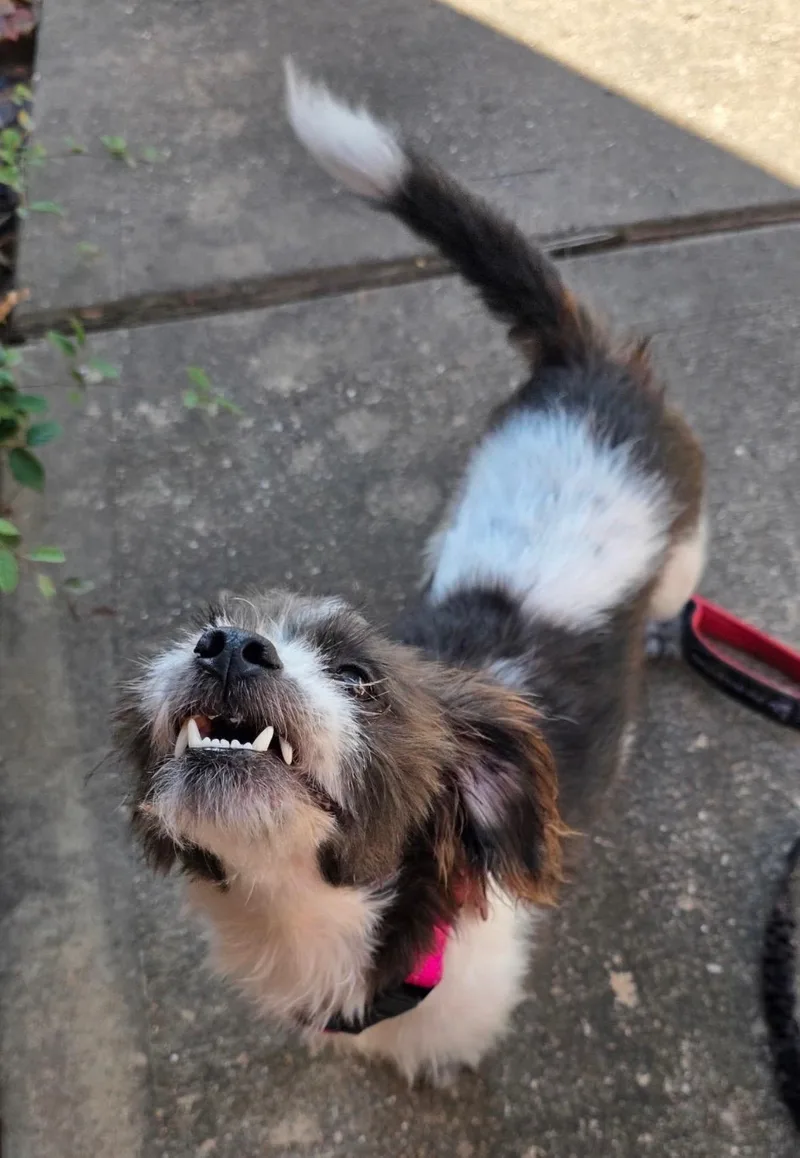 An adult small-sized female Papillon dog named Gertie II for adoption in Houston, TX