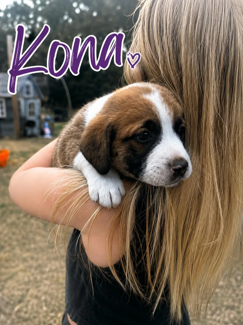 A baby medium-sized male Labrador Retriever dog named Kona for adoption in Carmel, NY