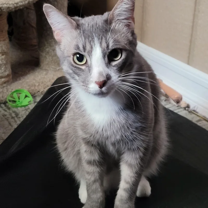 Gizmo