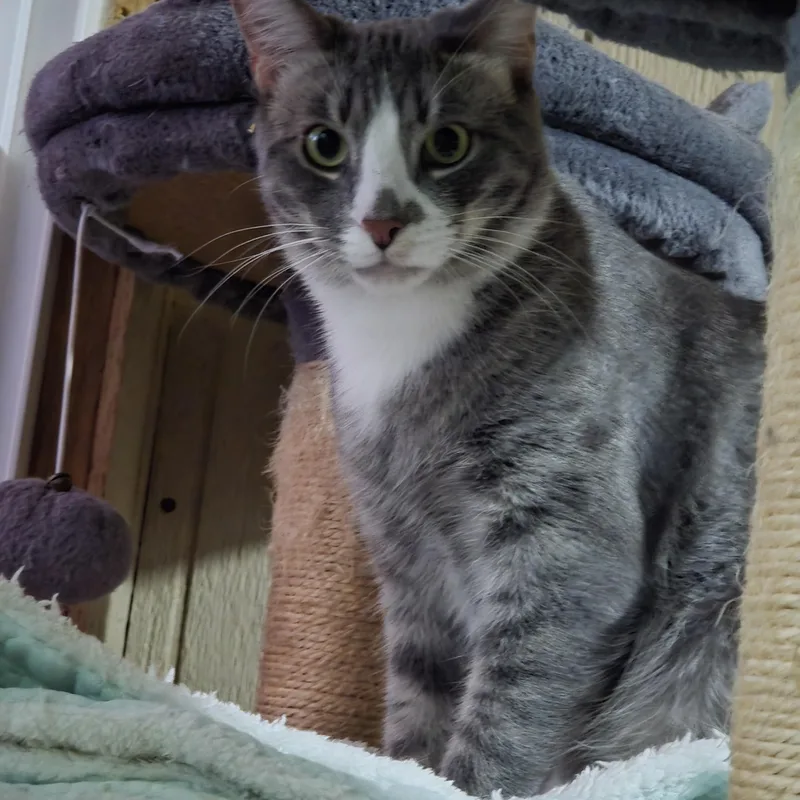 Gizmo thumbnail 4