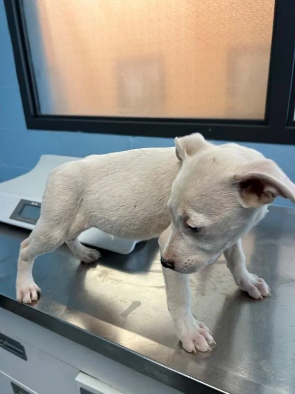 Pen  Mimi thumbnail 3