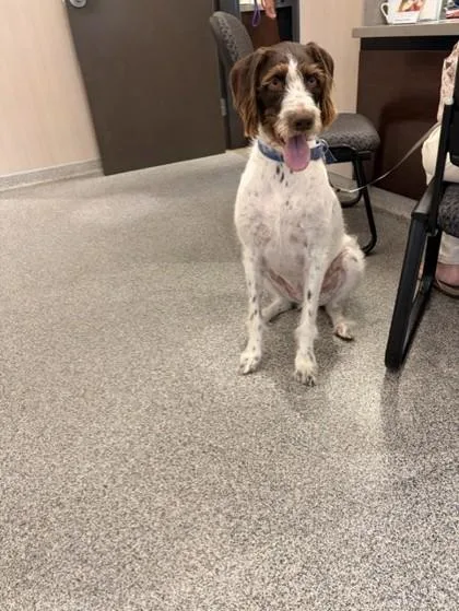 An adult large-sized female German Wirehaired Pointer dog named Annie for adoption in Hamilton, MT