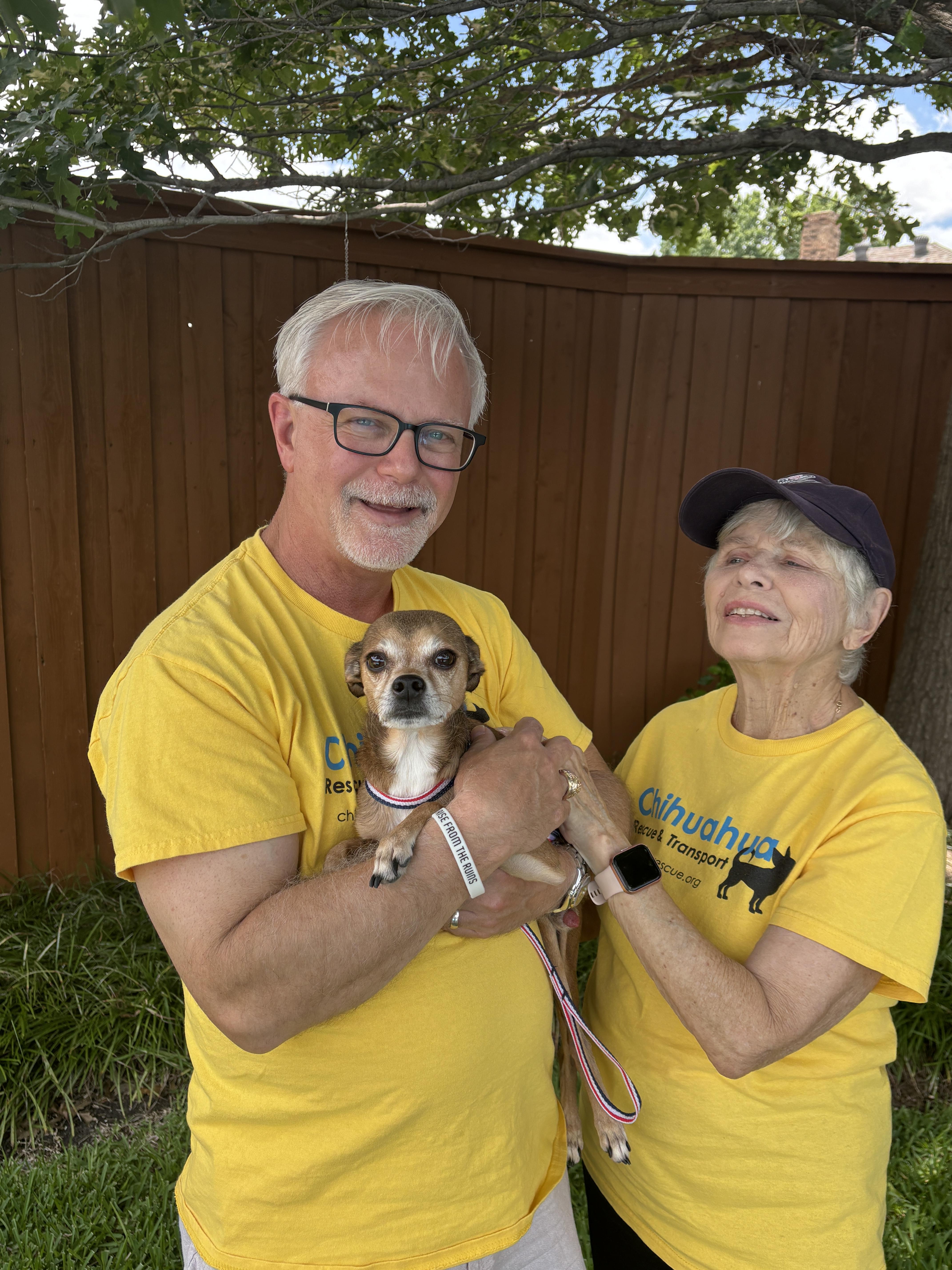 An adult small-sized male Apricot / Beige Chihuahua dog named Marty for adoption in Plano, TX