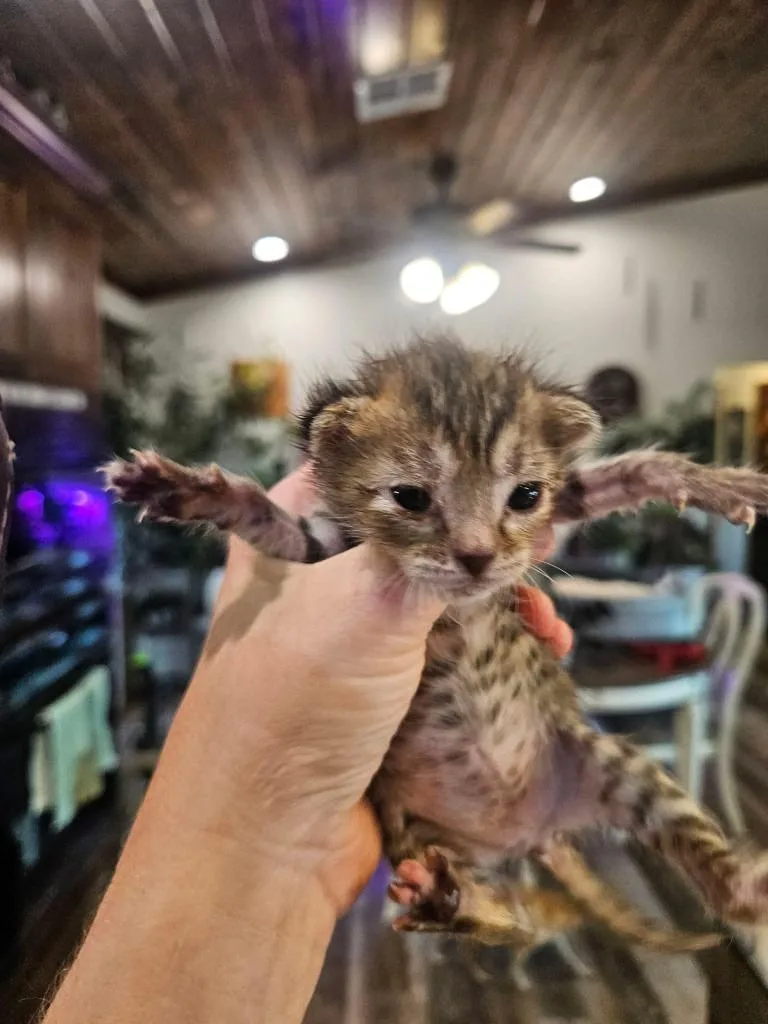 A baby small-sized female Domestic Short Hair cat named Dalores for adoption in Ada, OK