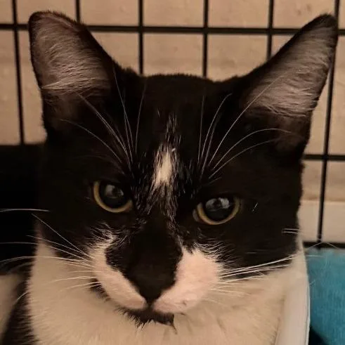 A young small-sized male Black Domestic Short Hair cat named Luke for adoption in Chino Hills, CA