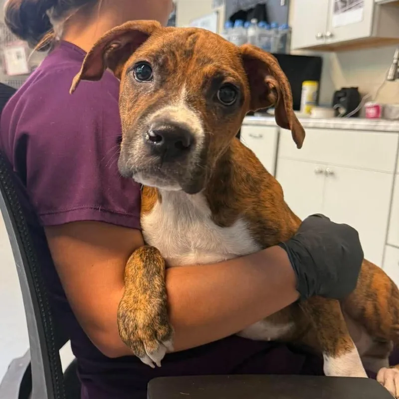 A baby small-sized male Brindle Mixed Breed dog named Tokyo for adoption in Huntington, WV