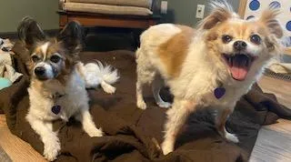 A senior small-sized male Tricolor (Brown, Black, & White) Papillon dog named Jake And Lucy for adoption in RUSSIAVILLE, IN