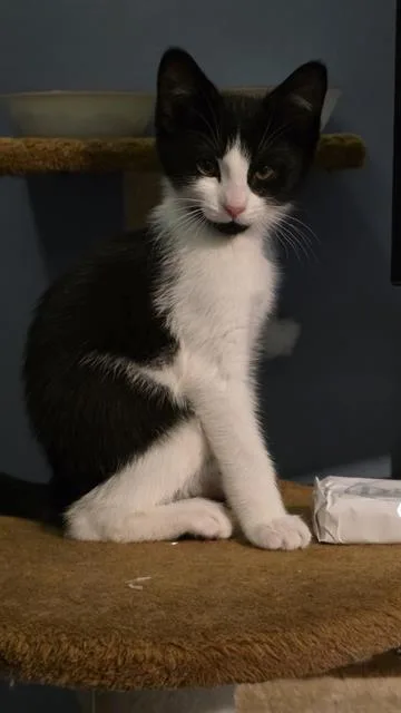A baby medium-sized male Domestic Short Hair cat named Dennis for adoption in Kent, WA
