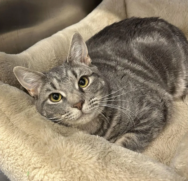 A young medium-sized female Domestic Short Hair cat named Alex for adoption in Arlington, VT