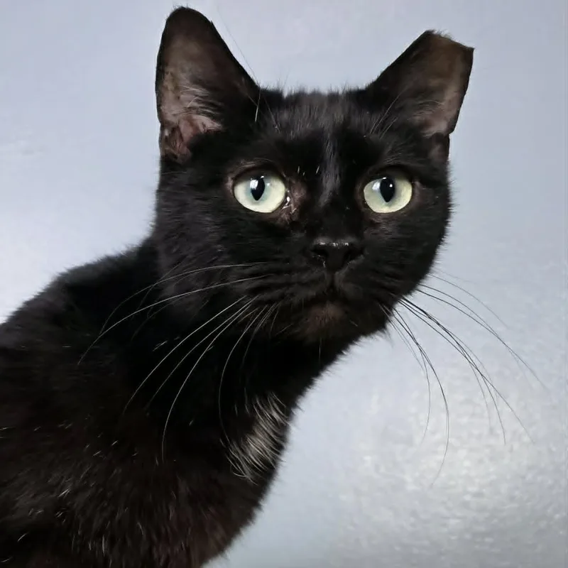 An adult medium-sized female Black & White / Tuxedo Domestic Short Hair cat named Shay for adoption in Greensburg, PA
