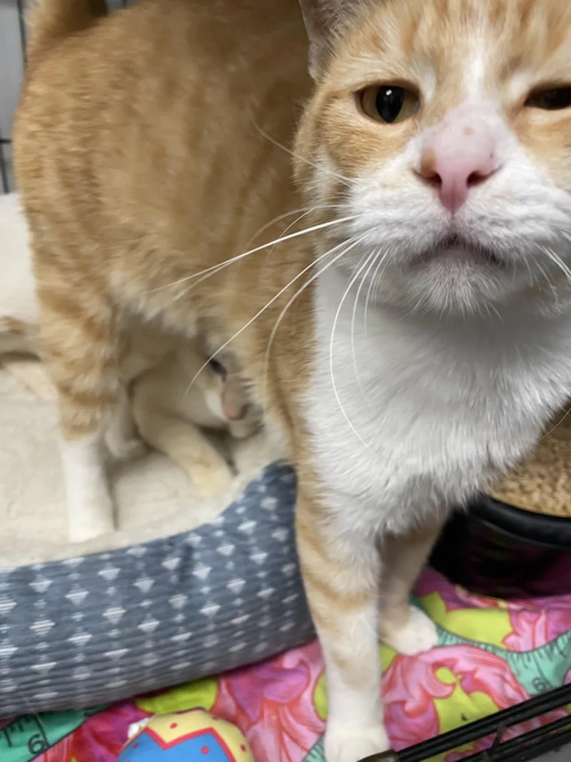 An adult medium-sized male Siamese cat named Mr Frodo for adoption in Georgetown, KY