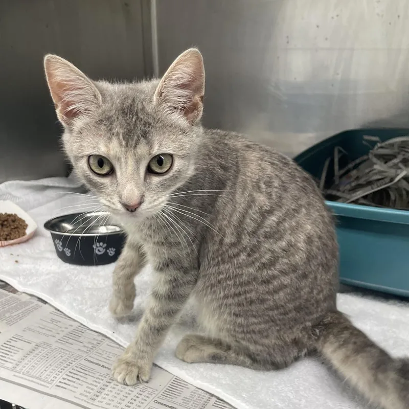 A baby small-sized female Gray / Blue / Silver Domestic Short Hair cat named Zenn for adoption in Philadelphia, PA