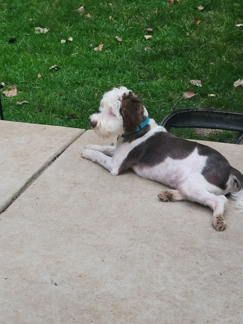 Frankie