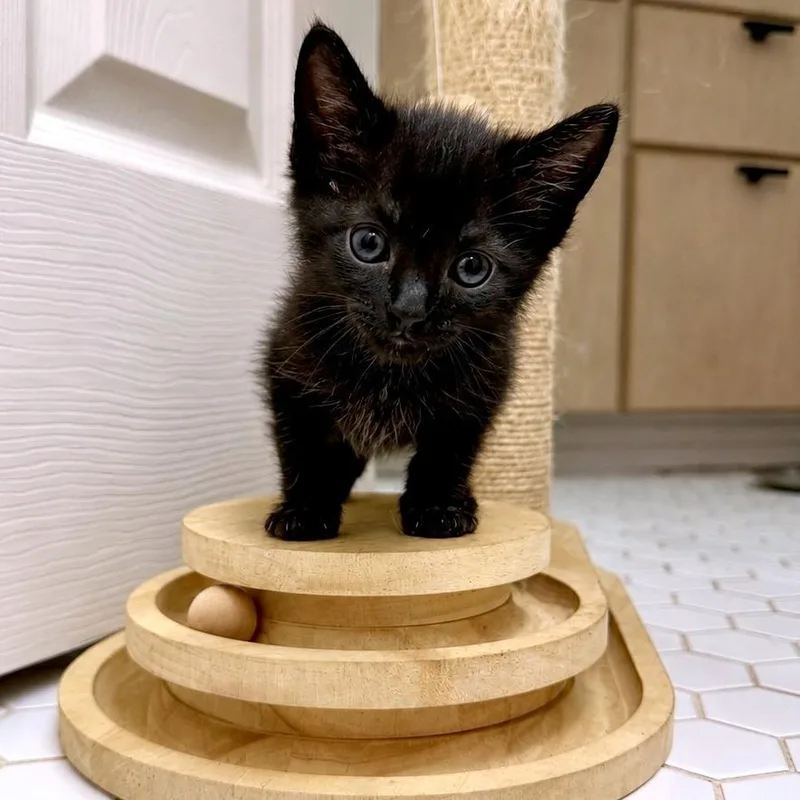 A baby small-sized male Black Domestic Short Hair cat named Wuvbug for adoption in Austin, TX