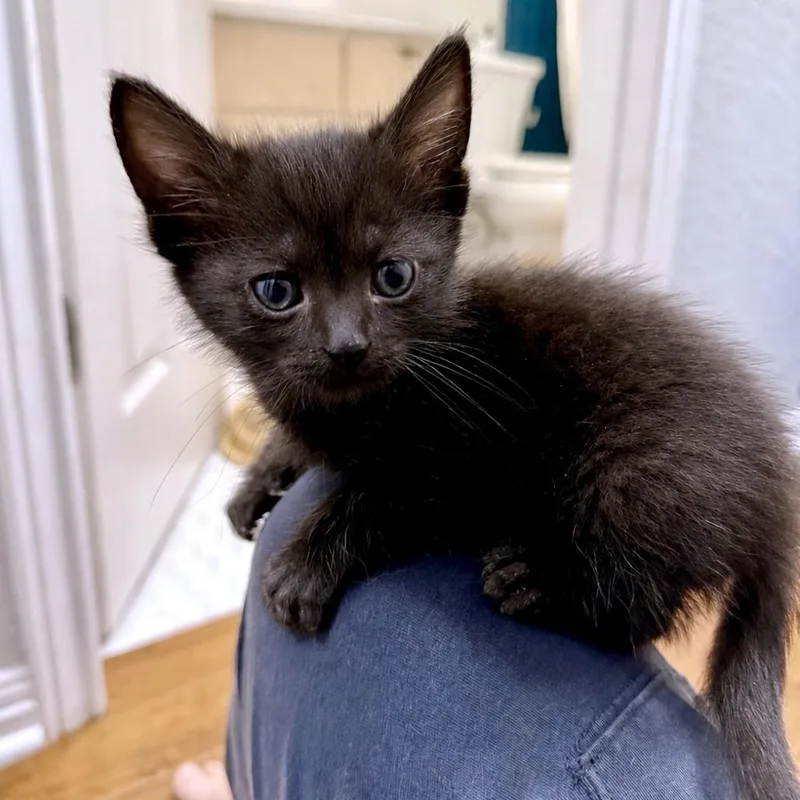 Wuvbug thumbnail 2