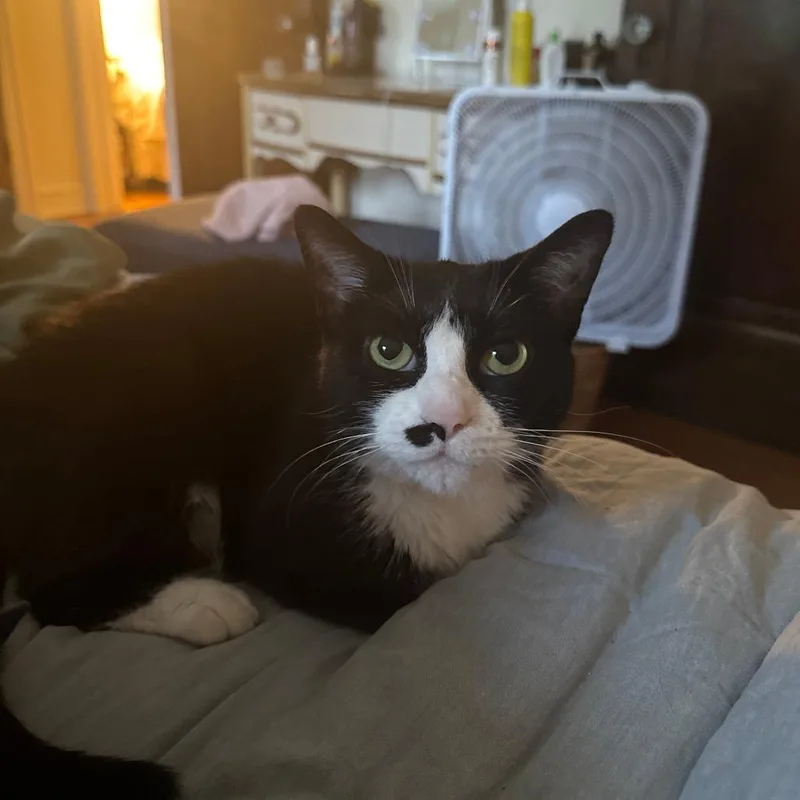 An adult medium-sized female Black Domestic Short Hair cat named Jessica Jones for adoption in Evanston, IL