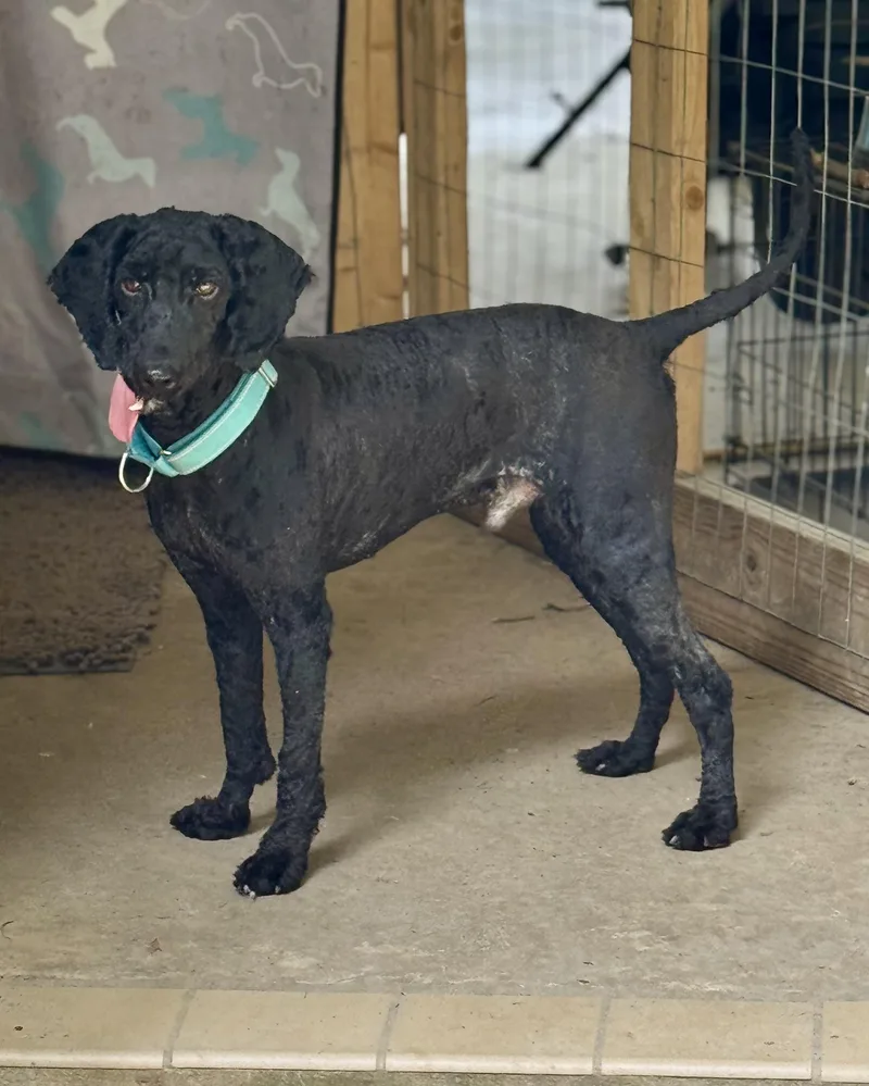 An adult small-sized male Black Miniature Poodle dog named Hashbrown for adoption in Baker, LA