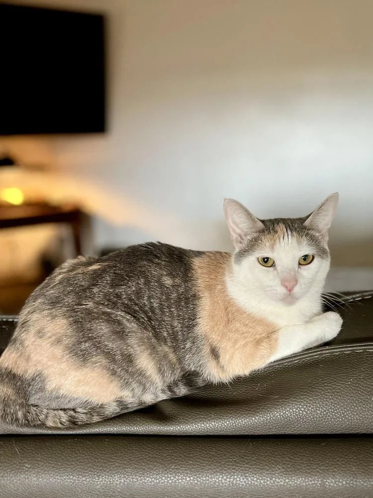 A young small-sized female Orange & White Domestic Short Hair cat named Minnie Mouse for adoption in Mira Loma, CA