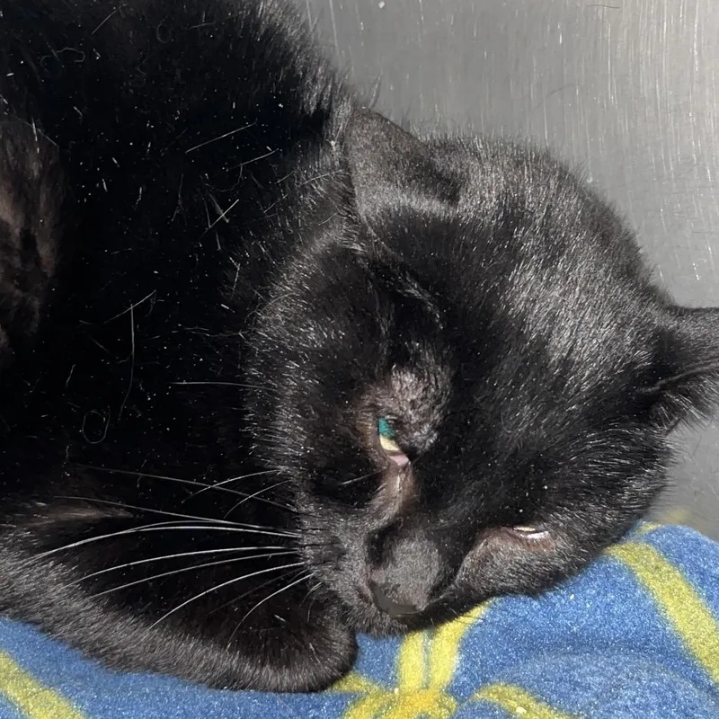 An adult medium-sized male Black Domestic Short Hair cat named Pippin for adoption in Troy, VA