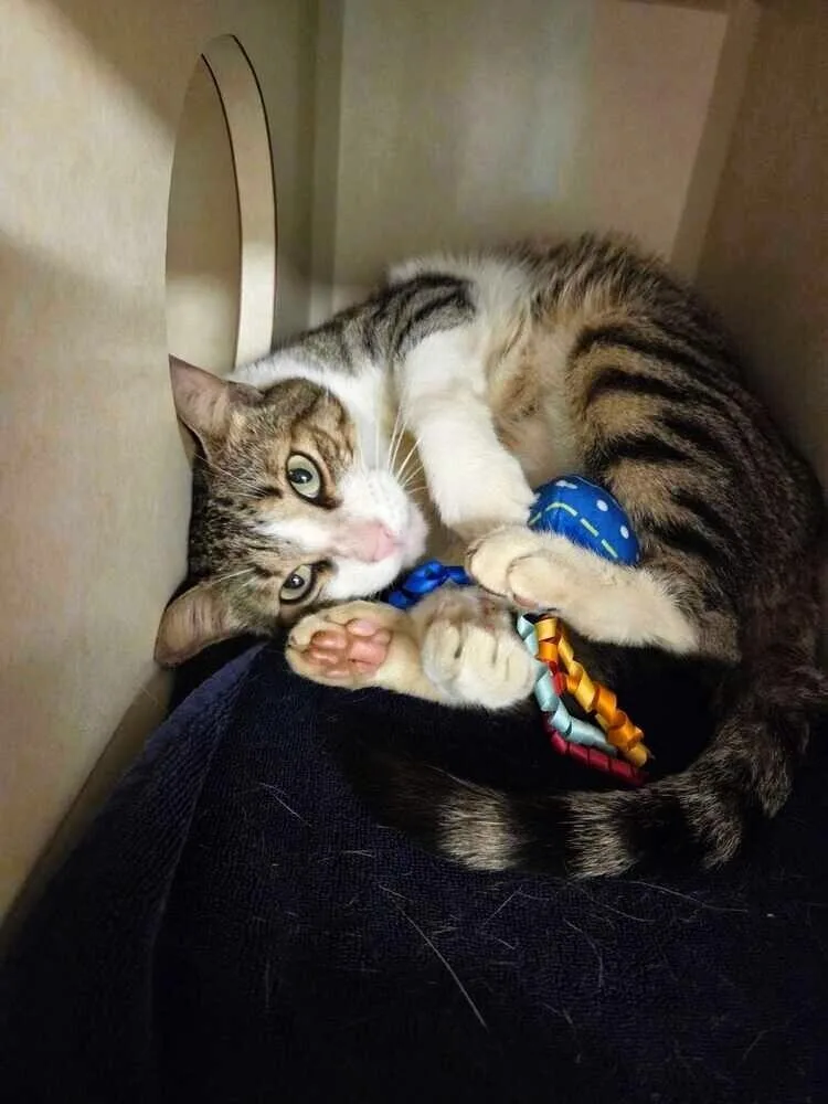 An adult medium-sized male Gray / Blue / Silver Domestic Short Hair cat named Thor for adoption in Elmsford, NY