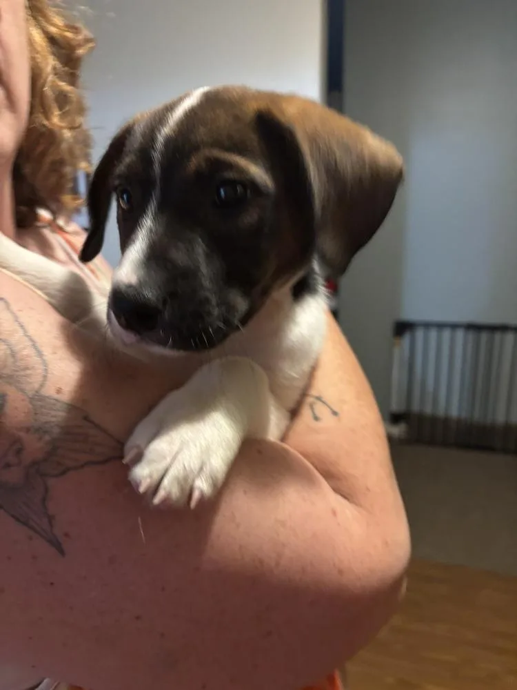 A baby medium-sized female Tricolor (Brown, Black, & White) Mixed Breed dog named Posie for adoption in Dorr, MI