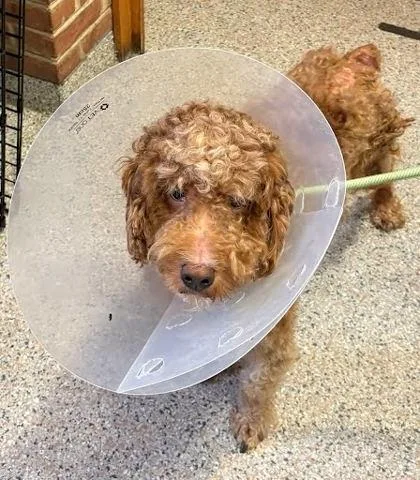 An adult medium-sized male Standard Poodle dog named Coco for adoption in Washington, DC