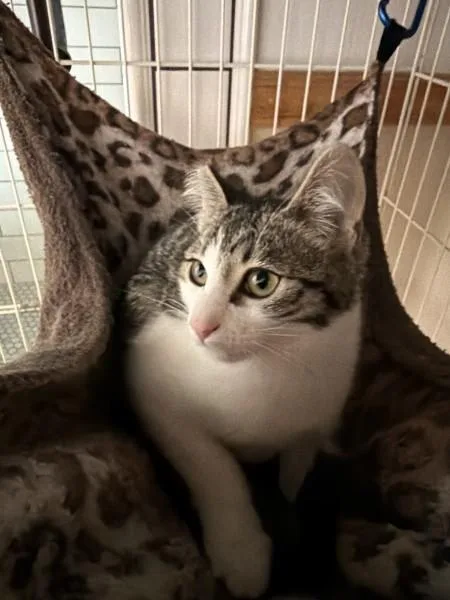 A baby medium-sized female White Domestic Short Hair cat named Coco Chanel for adoption in Springfield, OR