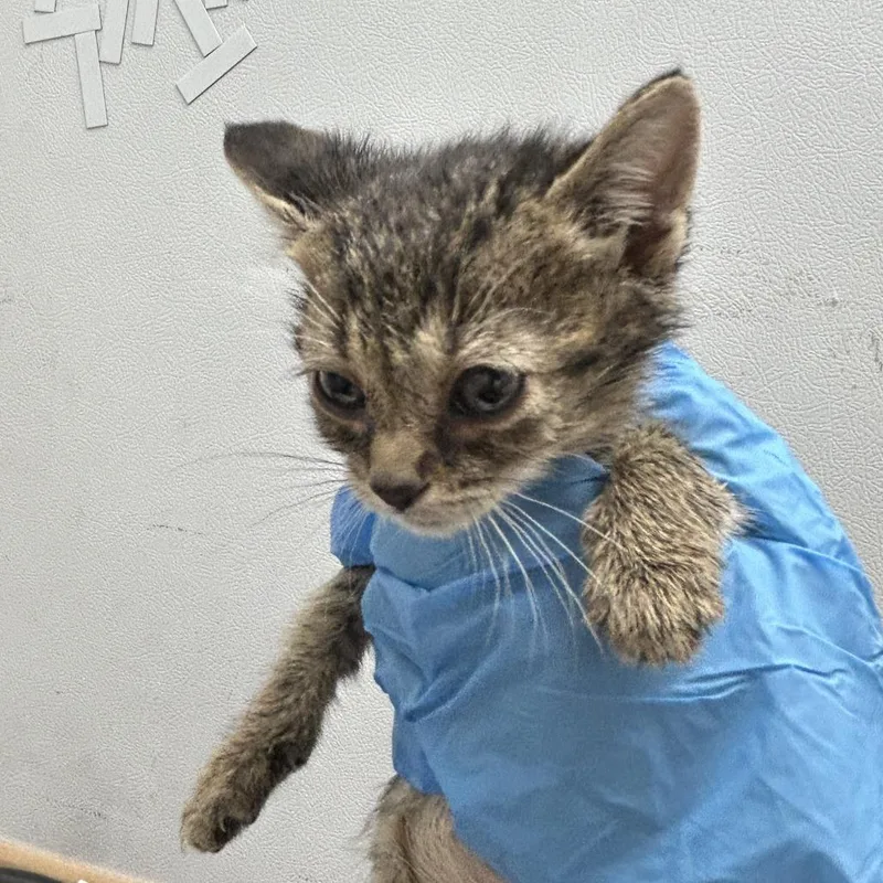 A baby small-sized female Gray / Blue / Silver Domestic Short Hair cat named Eustace for adoption in Newark, NJ
