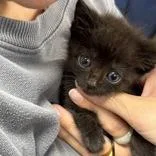 A young medium-sized male Black Domestic Short Hair cat named Parker for adoption in Reisterstown, MD